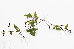 Herb Robert or Red Robin (Geranium robertianum) Herb Robert or Red Robin (Geranium robertianum)