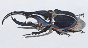 Hercules beetle (Scarabaeus hercules), hand-colored copper engraving from childrens Hercules beetle (Scarabaeus hercules), hand-colored copper engraving from childrens