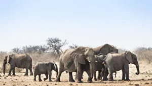 Herd of African Bush Elephants -Loxodonta africana-, Tsumcor Waterhole, Etosha National Park Herd of African Bush Elephants -Loxodonta africana-, Tsumcor Waterhole, Etosha National Park