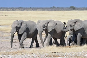 Herd of African Elephants -Loxodonta africana-, Etosha National Park, Namibia Herd of African Elephants -Loxodonta africana-, Etosha National Park, Namibia