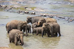 Herd of Asian elephants -Elephas maximus- from the Pinnawela Elephants Orphanage bathe in the Maha Oya river, Pinnawela Herd of Asian elephants -Elephas maximus- from the Pinnawela Elephants Orphanage bathe in the Maha Oya river, Pinnawela