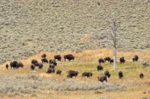 Herd of bison, American Bison -Bison bison-, Lamar Valley, Yellowstone National Park Herd of bison, American Bison -Bison bison-, Lamar Valley, Yellowstone National Park