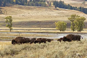 Herd of Bison (Bovinae) in fall, Lamar Valley, Yellowstone National Park, Montana Herd of Bison (Bovinae) in fall, Lamar Valley, Yellowstone National Park, Montana