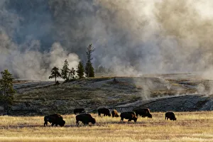 Herd of Bison (Bovinae) near Old Faithful Geyser, Upper Geyser Basin, Yellowstone National Park Herd of Bison (Bovinae) near Old Faithful Geyser, Upper Geyser Basin, Yellowstone National Park