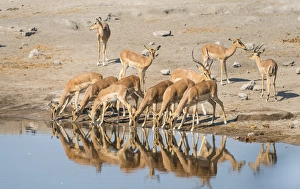 Herd of Black-faced Impalas -Aepyceros melampus petersi- drinking, Chudop water hole Herd of Black-faced Impalas -Aepyceros melampus petersi- drinking, Chudop water hole