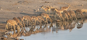 Herd of Black Nose Impalas -Aepyceros melampus petersi- drinking at water Herd of Black Nose Impalas -Aepyceros melampus petersi- drinking at water