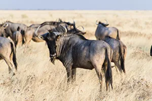 Herd of Blue Wildebeest on prairie grass -Connochaetes taurinus-, Etosha National Park Herd of Blue Wildebeest on prairie grass -Connochaetes taurinus-, Etosha National Park