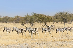 Herd of Burchell-Zebras -Equus burchellii-, Etosha National Park, Namibia Herd of Burchell-Zebras -Equus burchellii-, Etosha National Park, Namibia