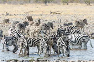 Herd of Burchells Zebras -Equus burchellii- at the waterhole, Etosha National Park Herd of Burchells Zebras -Equus burchellii- at the waterhole, Etosha National Park