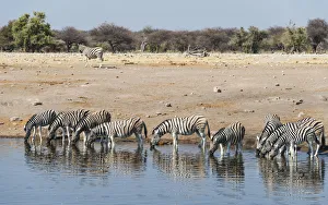 Herd of Burchell's Zebras -Equus burchellii- drinking, Chudop water hole, Etosha National Park Herd of Burchell's Zebras -Equus burchellii- drinking, Chudop water hole, Etosha National Park