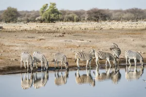 Herd of Burchell's Zebras -Equus quagga burchellii- reflected in the water while drinking Herd of Burchell's Zebras -Equus quagga burchellii- reflected in the water while drinking