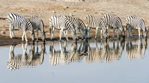 Herd of Burchells Zebras -Equus quagga burchellii- reflected in the water while drinking, Chudop water hole Herd of Burchells Zebras -Equus quagga burchellii- reflected in the water while drinking, Chudop water hole