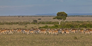 Herd of Eland Antilopes -Taurotragus oryx-, Zebra -Equus quagga Herd of Eland Antilopes -Taurotragus oryx-, Zebra -Equus quagga