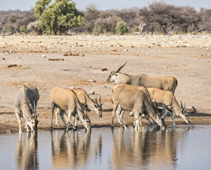 Herd of Elands -Taurotragus oryx- drinking, Chudop water hole, Etosha National Park Herd of Elands -Taurotragus oryx- drinking, Chudop water hole, Etosha National Park