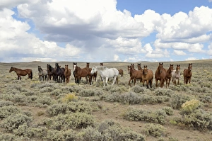 Herd of horses near State Road 230, Wyoming, USA Herd of horses near State Road 230, Wyoming, USA