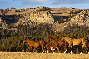Herd of horses running through wilderness in Bighorn Mountains with mountain range Herd of horses running through wilderness in Bighorn Mountains with mountain range