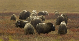 Herd of musk ox (Ovibos moschatus) on autumnal tundra, rear view Herd of musk ox (Ovibos moschatus) on autumnal tundra, rear view