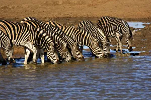 Herd of Plains Zebra (Equus burchelli) at a water hole, Madikwe Game Reserve, South Africa Herd of Plains Zebra (Equus burchelli) at a water hole, Madikwe Game Reserve, South Africa