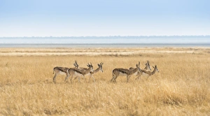 Herd of Springboks -Antidorcas marsupialis- in the grasslands, Etosha National Park Herd of Springboks -Antidorcas marsupialis- in the grasslands, Etosha National Park