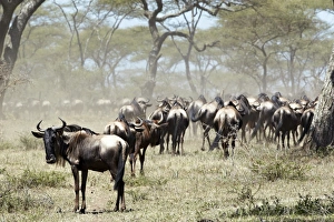 Herd of Wildebeest -Connochaetes taurinus-, Serengeti, Tanzania, Africa Herd of Wildebeest -Connochaetes taurinus-, Serengeti, Tanzania, Africa