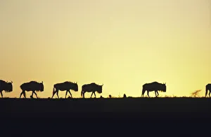 Herd of wildebeest (Connochaetes taurinus) at sunset, Kenya Herd of wildebeest (Connochaetes taurinus) at sunset, Kenya