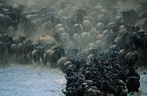 Herd of wildebeests (Connochaetes taurinus) crossing Mara River, Masai Mara, Kenya Herd of wildebeests (Connochaetes taurinus) crossing Mara River, Masai Mara, Kenya