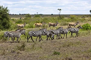 Herds of Eland Antelopes -Taurotragus oryx- and Zebras -Equus quagga Herds of Eland Antelopes -Taurotragus oryx- and Zebras -Equus quagga