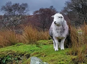 Grass Gallery: Herdwick sheep