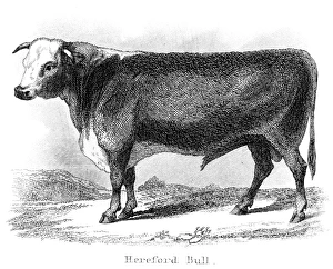 Hereford bull engraving 1873 Hereford bull engraving 1873