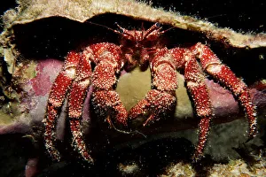 Hermit Crab in the Cayman Islands of the Caribbean Hermit Crab in the Cayman Islands of the Caribbean