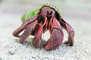 Images Dated 27th August 2017: Hermit Crab on Kayangel Atoll, Palau