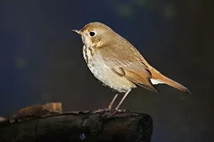 Images Dated 30th October 2014: Hermit thrush in autumn migration