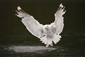 Herring Gull -Larus argentatus- flying above water, Lauvsnes, Flatanger, Nord-Trondelag Herring Gull -Larus argentatus- flying above water, Lauvsnes, Flatanger, Nord-Trondelag