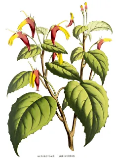 Heterotoma lobelioides, 19th century illustration Heterotoma lobelioides, 19th century illustration