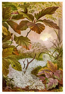 <b class=qtipBold><figcaption>Heyworm Chromolithograph 1884</figcaption></b><br>Brehms Thierleben (Tierleben). Allgemeine Kunde des Thierreichs. Vierte Abtheilung - Wirbellofe Thiere. Leipzig Verlag, 1884.<br><em>© This content is subject to copyright.</em> Heyworm Chromolithograph 1884