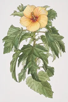 Hibiscus plant with yellow flower, front view Hibiscus plant with yellow flower, front view