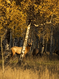 <b class=qtipBold><figcaption>Hiding within</figcaption></b><br>A small herd of elk make refuge underneath a grove of aspen trees during sunset just outside Grand Teton National Park, Wyoming.<br><em>© 2014 Chase Dekker Wild-Life Images</em> Hiding within