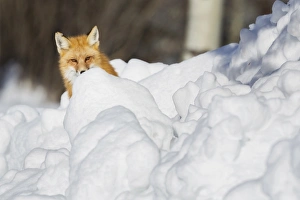 <b class=qtipBold><figcaption>Hiding Red Fox</figcaption></b><br>A red fox peeks his head out from behind a mound of snow in Jackson Hole, Wyoming.<br><em>© 2016 Chase Dekker Wild-Life Images</em> Hiding Red Fox