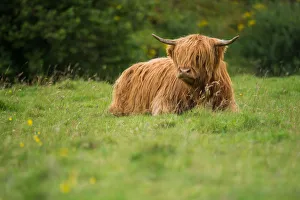 Highland cattle Highland cattle