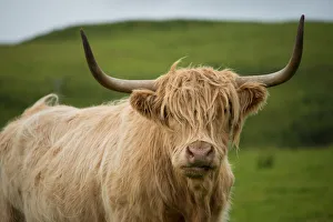<b class=qtipBold><figcaption>Highland cattle</figcaption></b><br>Highland cattle are a Scottish cattle breed. They have long horns and long wavy coats that are coloured black, brindle, red, yellow, white, silver or dun, and they are often raised primarily for their meat. They originated in the Highlands and Western Isles of Scotland.<br><em>© 2015 Anan Charoenkal</em> Highland cattle