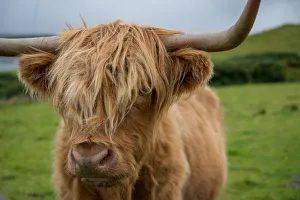<b class=qtipBold><figcaption>Highland cattle</figcaption></b><br>Highland cattle are a Scottish cattle breed. They have long horns and long wavy coats that are coloured black, brindle, red, yellow, white, silver or dun, and they are often raised primarily for their meat. They originated in the Highlands and Western Isles of Scotland.<br><em>© 2015 Anan Charoenkal</em> Highland cattle