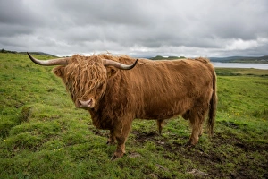 <b class=qtipBold><figcaption>Highland cattle</figcaption></b><br>Highland cattle are a Scottish cattle breed. They have long horns and long wavy coats that are coloured black, brindle, red, yellow, white, silver or dun, and they are often raised primarily for their meat. They originated in the Highlands and Western Isles of Scotland.<br><em>© 2015 Anan Charoenkal</em> Highland cattle