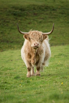 <b class=qtipBold><figcaption>Highland cattle</figcaption></b><br>Highland cattle are a Scottish cattle breed. They have long horns and long wavy coats that are coloured black, brindle, red, yellow, white, silver or dun, and they are often raised primarily for their meat. They originated in the Highlands and Western Isles of Scotland.<br><em>© 2015 Anan Charoenkal</em> Highland cattle