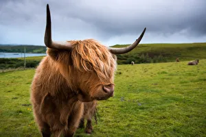 <b class=qtipBold><figcaption>Highland cattle</figcaption></b><br>Highland cattle are a Scottish cattle breed. They have long horns and long wavy coats that are coloured black, brindle, red, yellow, white, silver or dun, and they are often raised primarily for their meat. They originated in the Highlands and Western Isles of Scotland.<br><em>© 2015 Anan Charoenkal</em> Highland cattle