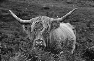 <b class=qtipBold><figcaption>Highland Cow</figcaption></b><br>11th August 1945: A Highland cow belonging to farmer Duncan Stewart grazes in the bracken on the hills of Balmuick, Scotland. Kept mainly for their appearance, Highland cattle are too slow growing to provide beef and produce little milk. Farmers often cross Highland cattle with shorthorns, providing good beef cattle with a hardy constitution and a good temperament. Original Publication: Picture Post - 2063 - Highland Cattle: A Northern Idyll - pub. 1945 (Photo by Kurt Hutton/Picture Post/Getty Images) Highland Cow
