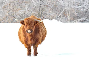 <b class=qtipBold><figcaption>Highland Cow</figcaption></b><br><em>© �� Jim Cumming</em> Highland Cow