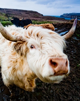 <b class=qtipBold><figcaption>Highland Cow</figcaption></b><br>Highland Cow gives performance for camera on Isle of Skye, Scotland, United Kingdom.<br><em>© Jon and Tina Reid</em> Highland Cow