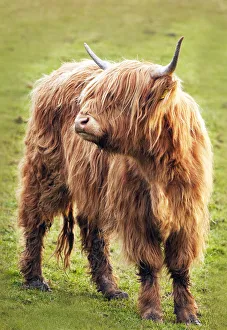 <b class=qtipBold><figcaption>highland cow</figcaption></b><br>One highland cow gazing at grass.<br><em>© Ray Bradshaw</em> highland cow
