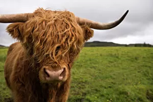 Images Dated 27th August 2015: Highland cow