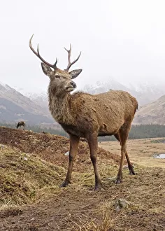 <b class=qtipBold><figcaption>Highland stag close up</figcaption></b><br>A Highland stag stands guard in the beautiful Glen Etive, Scotland U.K.<br><em>© © 2018 Peter Mulligan</em> Highland stag close up